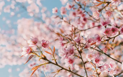 Le printemps en médecine traditionnelle chinoise du 4 février au 16 Avril – Megane Mata